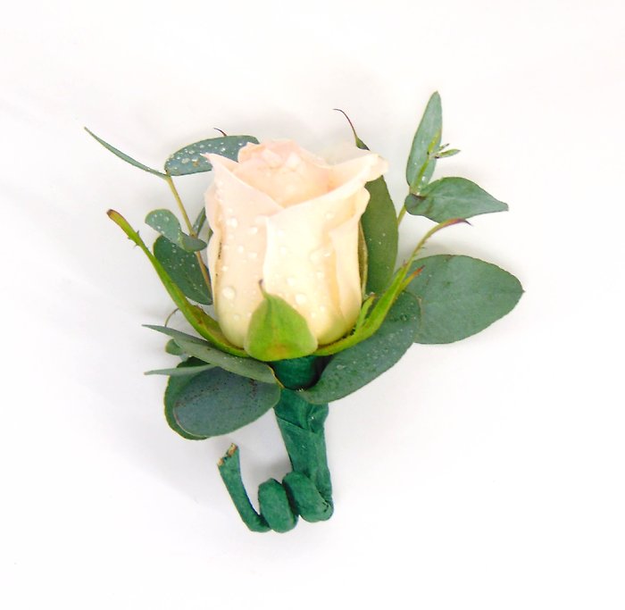 Blush Rose Boutonniere