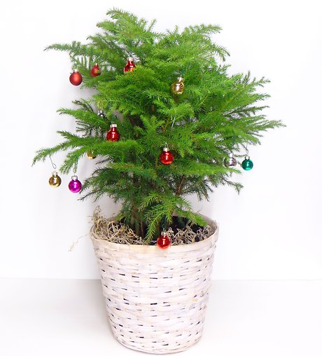 Jingle Jangle Tree