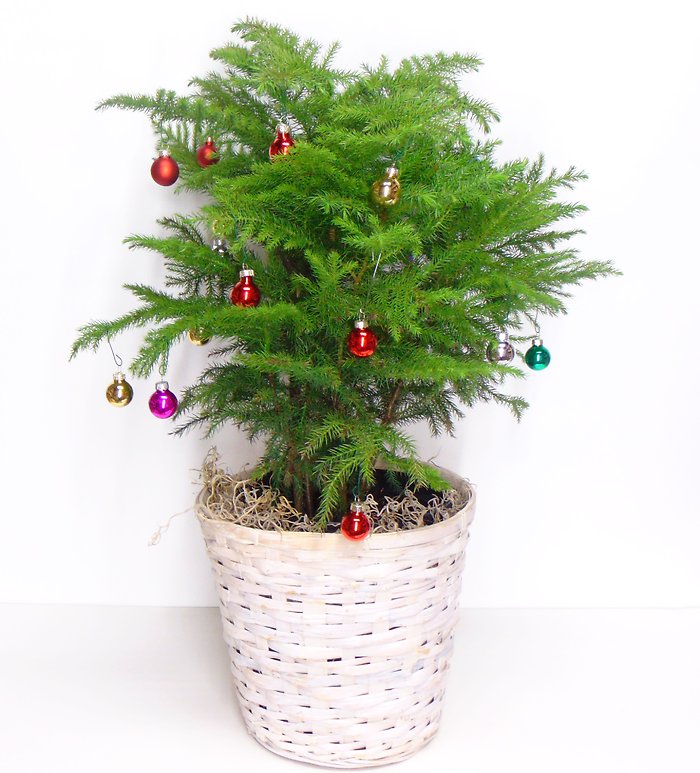 Jingle Jangle Tree