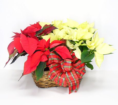 Candy Cane Poinsettia Basket