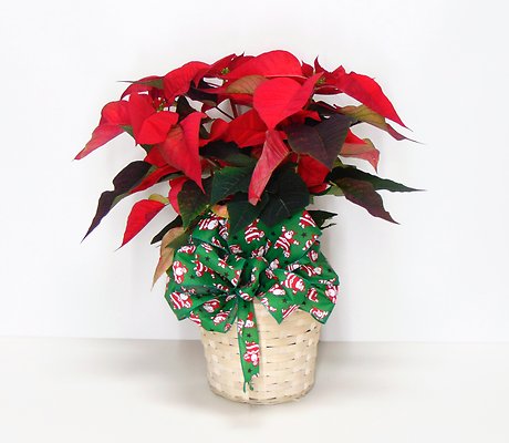 Red Poinsettia