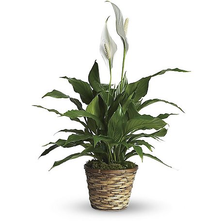 Tabletop Spathiphyllum