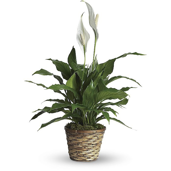 Tabletop Spathiphyllum