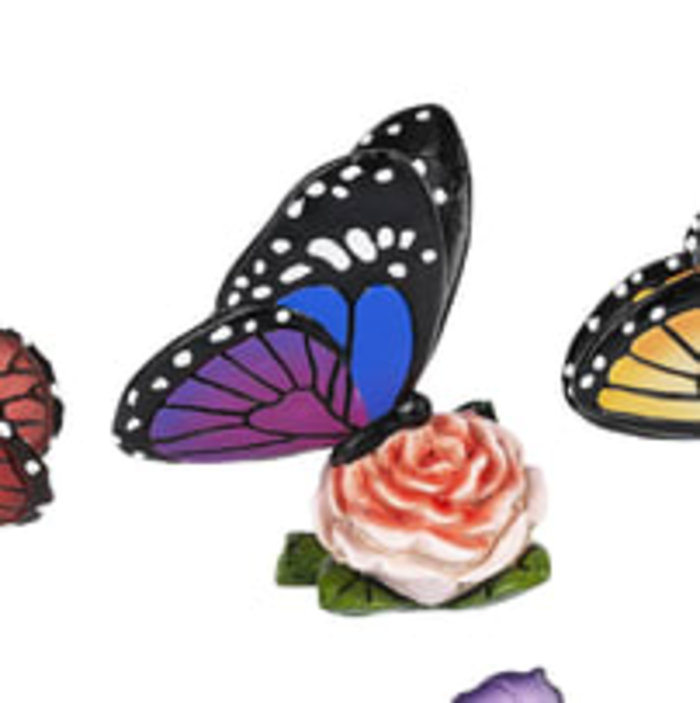 February Butterfly of the Month
