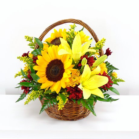 Sunflower Fields
