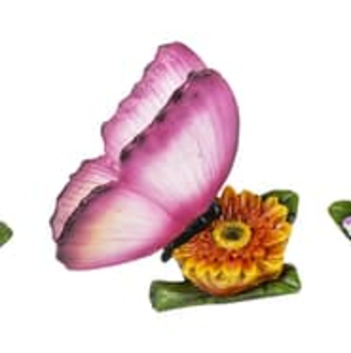 October Butterfly of the Month