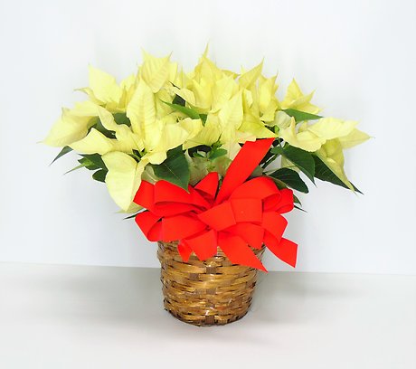 White Poinsettia
