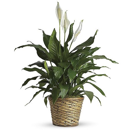 Simply Elegant Spathiphyllum - Medium